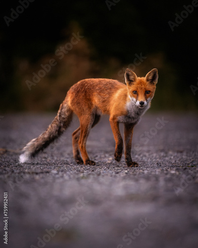 red fox in the wild © Clément Rougier