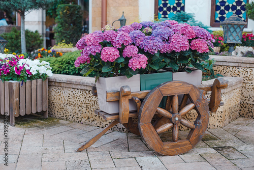 Hydrangea flowers in a wooden cart. Crimea, Simferopol city, Sheker cafe, June 17, 2023