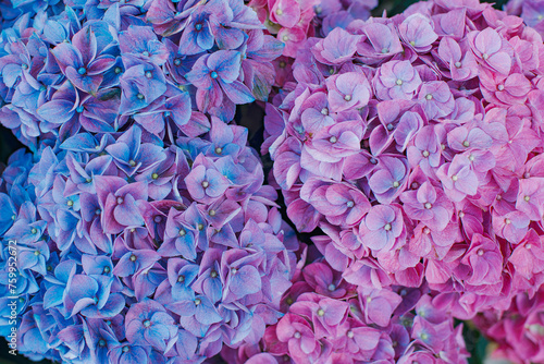 Pink and purple hydrangea inflorescences close-up