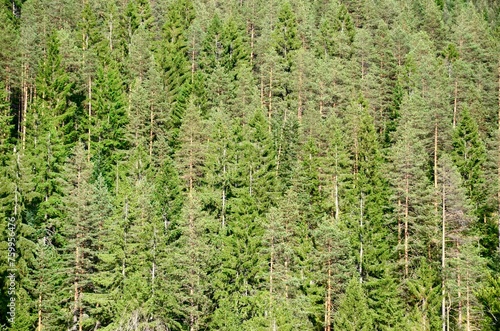 Spruce pine forest on mountain Tara, Serbia.