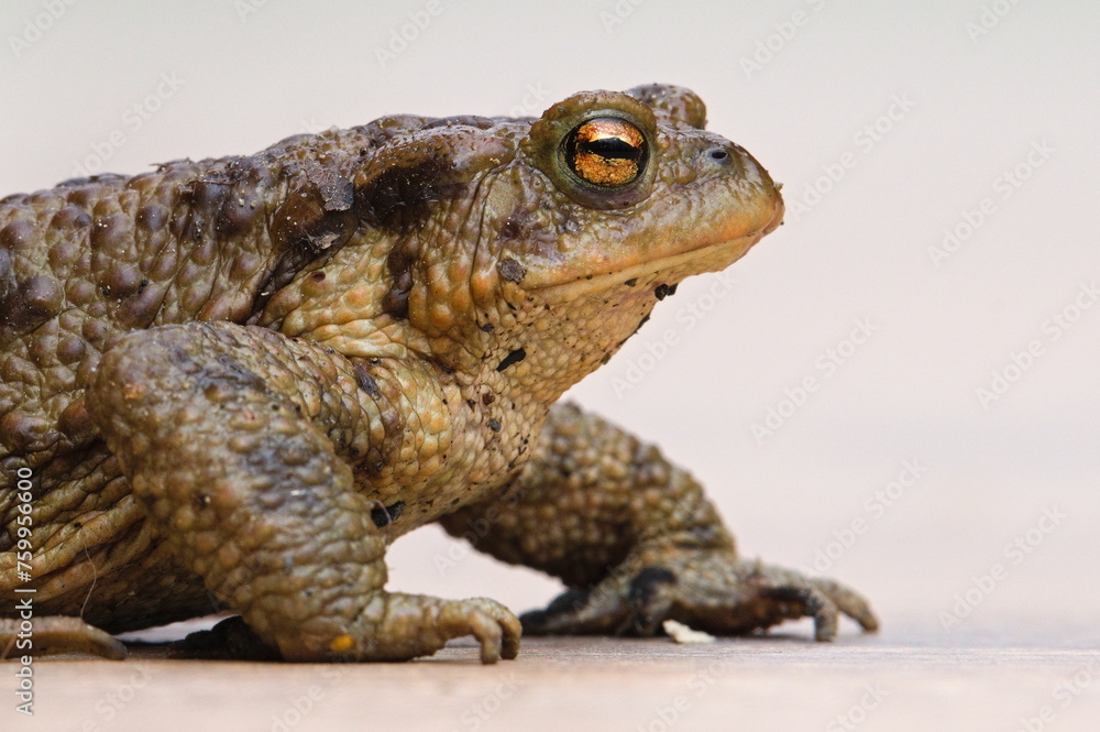 Common toad Bufo bufo female. Huge frog from Czech republic. Mating season. Isolated on clear background. Common toad Bufo bufo female. Huge frog from Czech republic. Mating season. Isolated on clear background.