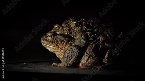 Common toad Bufo bufo coupling. Pair of huge czech frogs during mating season in deep night.	 photo