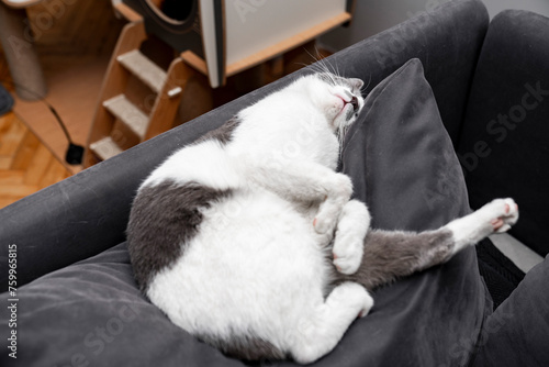 sleeping cat hugging a pillow. a gray and white cat sleeping, resting, relaxing on top of a sofa. Cat sleep calm and relax. muzzle of a sleeping cat with closed eyes. Pets friendly and care concept.