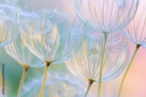 An artistic macro shot of a dandelion seed head. The focus on the seeds creates a dreamy, ethereal effect, with the seeds' filaments looking soft and delicate against a blurred background