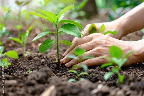 Hands gently planting a tree sapling into the soil, green eco, Earth Day, close up