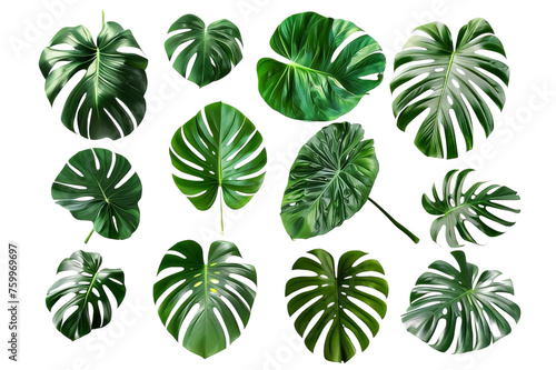 Natural monstera leaves are perfect for those of you who are looking for design materials for beauty theme designs. Freshly picked monstera leaves on a transparent background. AI Generated.
