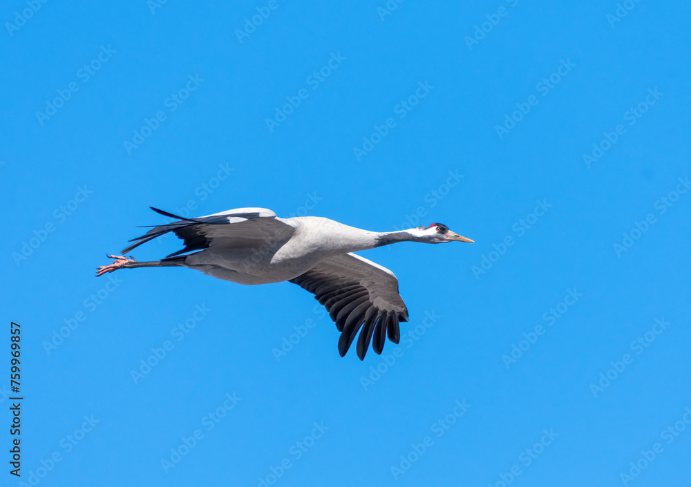 Fototapeta premium Common Crane flyning in the blue sky