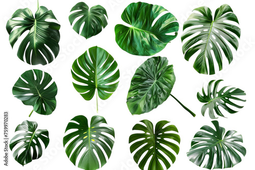 Decorative tropical plant leaves, and freshly picked monstera leaves on a transparent background. A set of monstera leaves. Created with Generative AI.