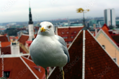 A large white seagull on the roof of a historic building in Tallinn. A sea bird of prey.