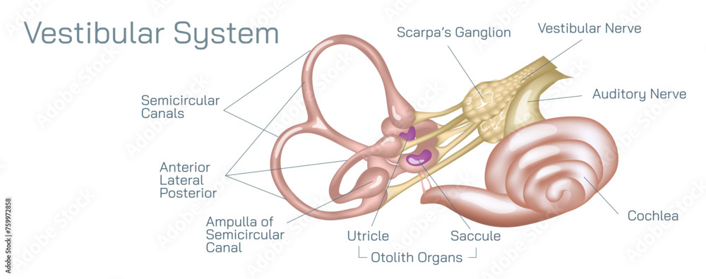 Human Ear Anatomy Vector Illustration The Vestibular System In 