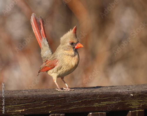 femelle cardinal dans son environnement naturel
