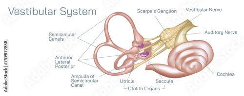 Human ear anatomy vector illustration. The vestibular system, in vertebrates, is a sensory system that creates the sense of balance and spatial orientation for the purpose of coordinating movement.