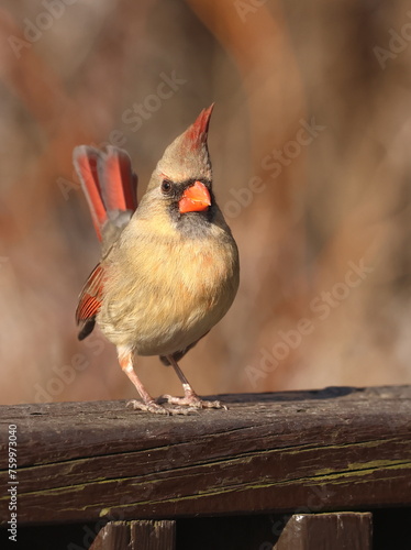 femelle cardinal dans son environnement naturel