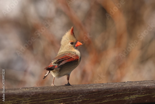 femelle cardinal dans son environnement naturel