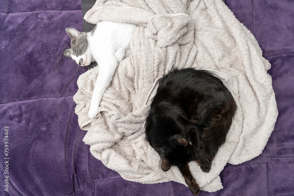 Cute gray white cat under beige blanket. Pet warms under a blanket in cold winter weather. a gray and white cat sleeping under a blanket. Pets friendly and care concept. domestic cat on bed