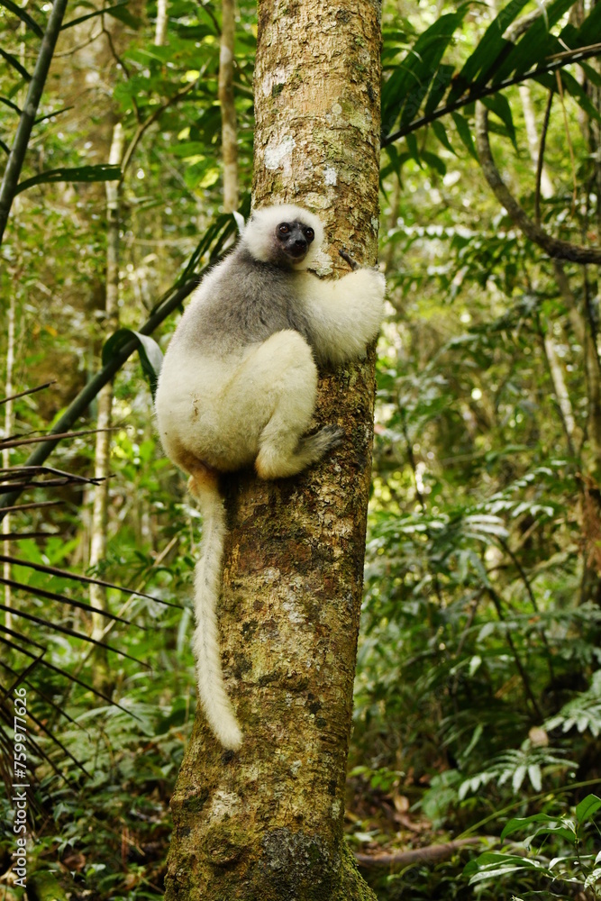 Obraz premium Critically endangered Silky sifaka (Propithecus candidus) in the rainforest of Marojejy National Park, Sava region, northeastern Madagascar