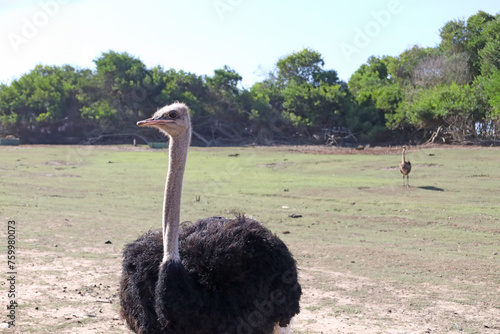 avestruz