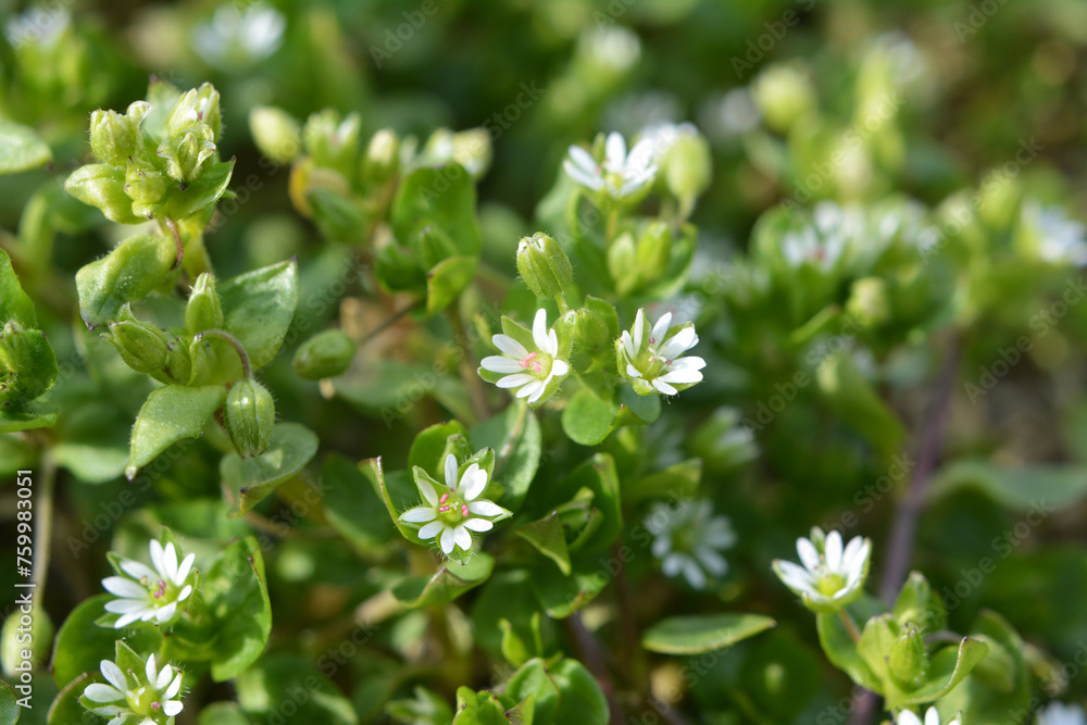 In the spring, Stellaria media grows in nature In the spring, Stellaria media grows in nature