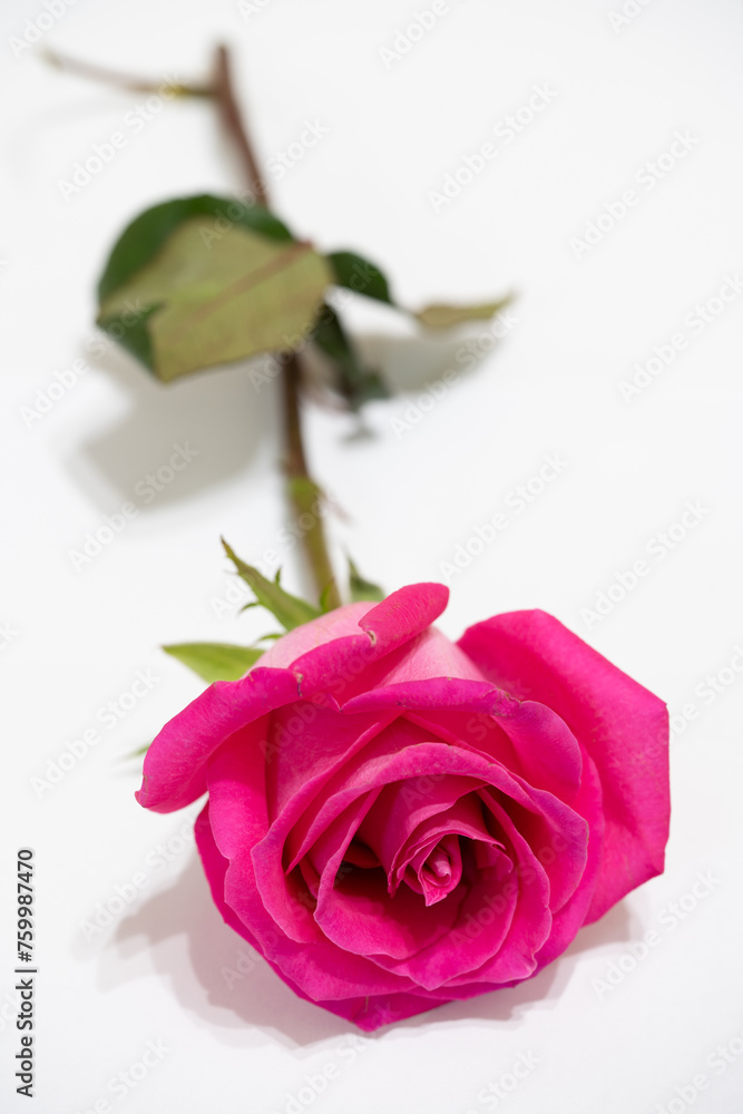 Beautiful pink rose flower macro Beautiful pink rose flower macro