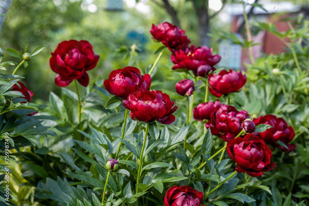 Paeonia Buckeye Belle flowers in garden. Paeonia lactiflora Chinese peony or common garden peony Paeonia Buckeye Belle flowers in garden. Paeonia lactiflora Chinese peony or common garden peony