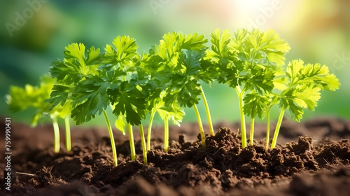 Wallpaper Mural small plants growing in the ground Torontodigital.ca