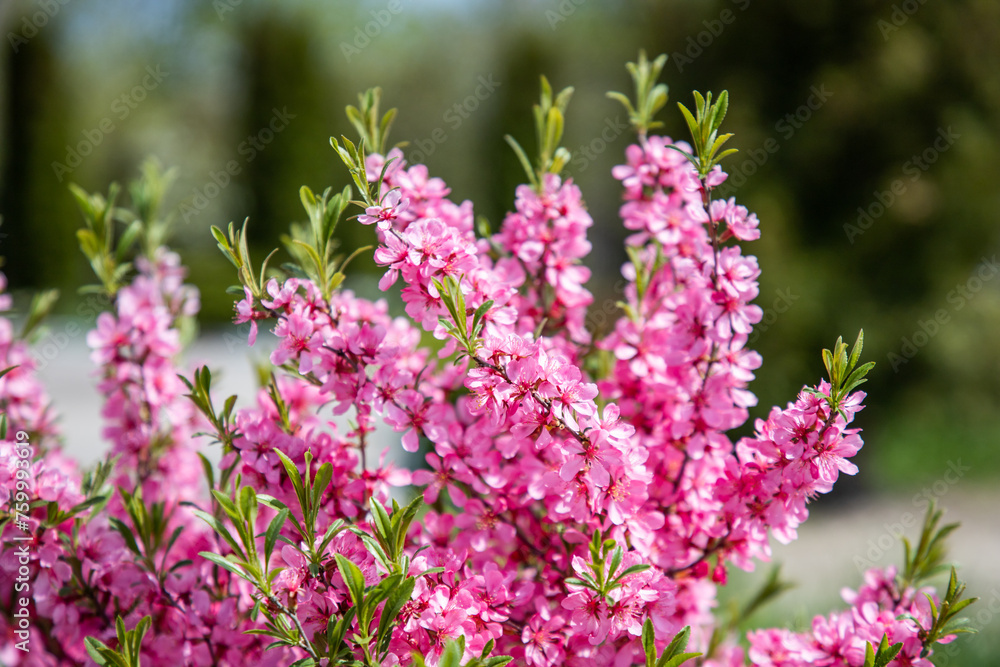 Pink flowers on a bush. Spring flowering. Pink blossom. Floral background. Prunus tenella. Amygdalus nana. Almond is decorative Pink flowers on a bush. Spring flowering. Pink blossom. Floral background. Prunus tenella. Amygdalus nana. Almond is decorative