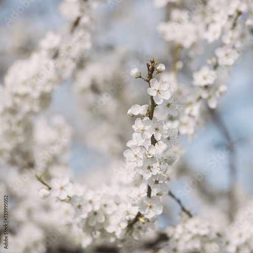 white blossom in spring 