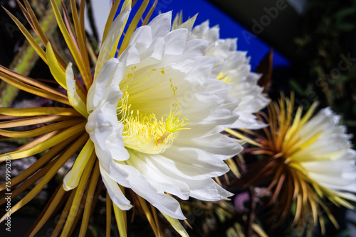 two flowers of the queen of the night. Flowers of the cactus plant. occur in the northern Caribbean. Flowers only open for one night.