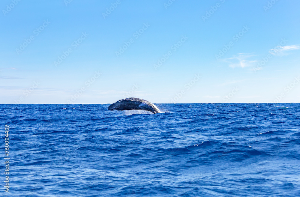 Naklejka premium Jumping whale in the atlantic ocean, Sao Miguel Island, Azores, Portugal, Europe.