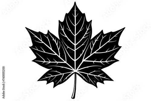 leaf vector illustration