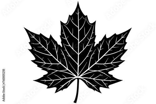 leaf vector illustration