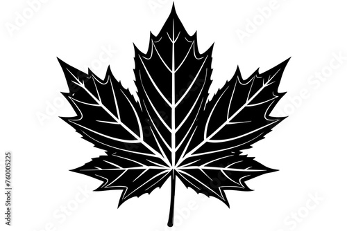 leaf vector illustration