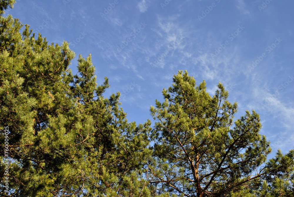trees and sky trees and sky