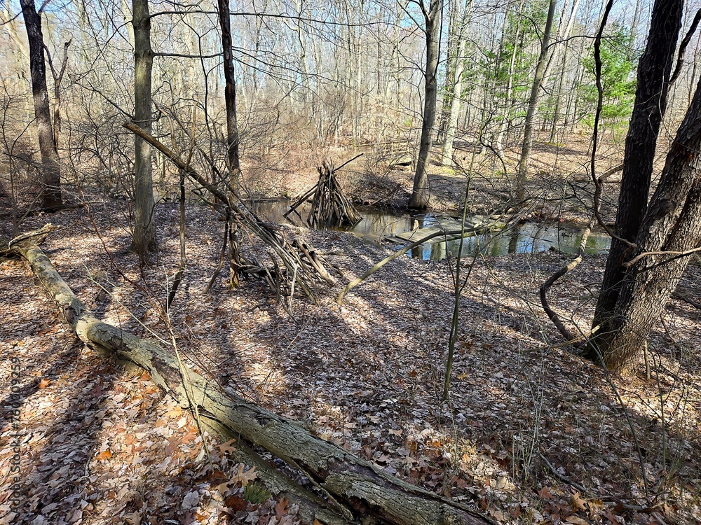 Tree limb fort constructed in a forest creek Tree limb fort constructed in a forest creek