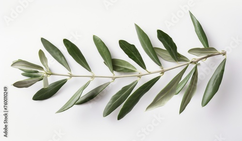 olive branch isolated on white