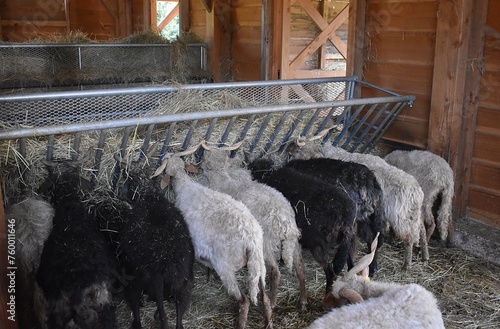 Mouton Racka se nourrissant dans leur bergerie. photo