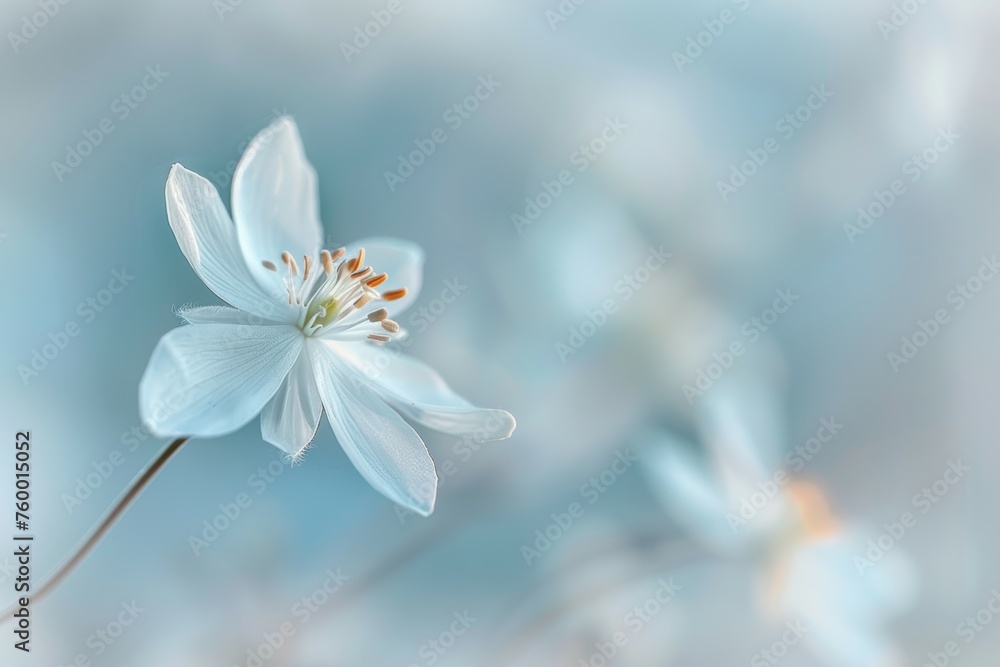 Fototapeta premium Gentle Breeze on Delicate Bloom in Soft Focus