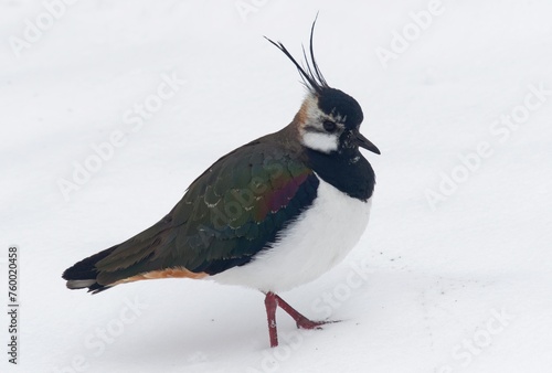northern lapwing (Vanellus vanellus) in the snow