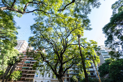 Trees with building facade in the background on Square. La Recoleta, Buenos Aires, Argentina