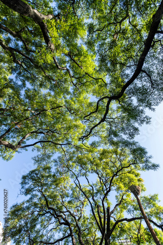Subtropical forest, Lezama Park, Buenos Aires, Argentina