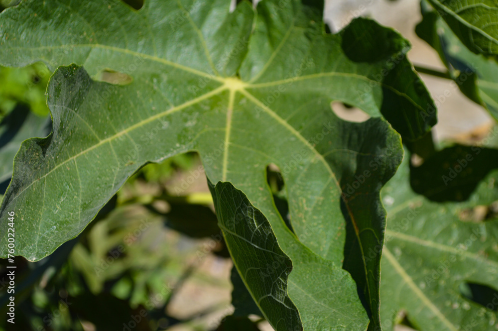 leaves of a tree nature macro garden leaves of a tree nature macro garden