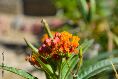 spring flower in the garden, nature milkweed herb flora photo