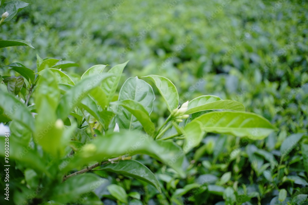 green tea leaves green tea leaves