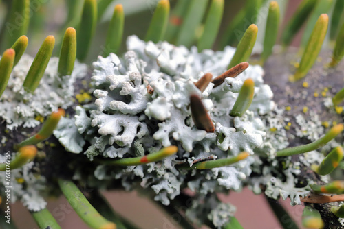 Lichens inbred between the needles on a fir branch. photo