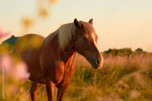 Brown horse in a field in summer

