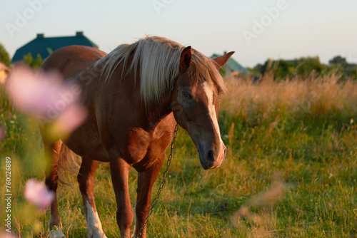 Brown horse in a field in summer
