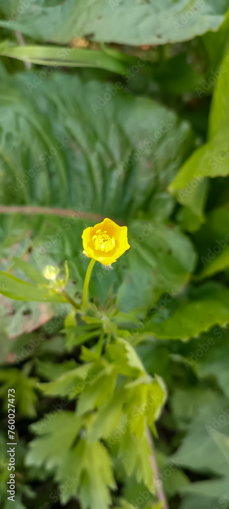 Rannculus acris. Field, forest plant. Flower bed, beautiful gentle plants. Sunny summer day. Yellow flowers. Buttercup is a caustic, common type of buttercups in a temperate climate zone Rannculus acris. Field, forest plant. Flower bed, beautiful gentle plants. Sunny summer day. Yellow flowers. Buttercup is a caustic, common type of buttercups in a temperate climate zone