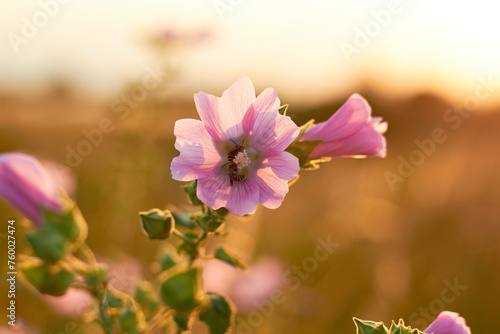 Althea officinalis. Bee on a pink flower in the wild.