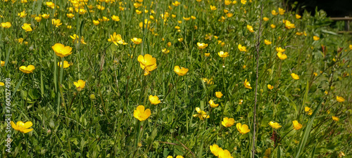 Rannculus acris. Field  forest plant. Flower bed  beautiful gentle plants. Sunny summer day. Yellow flowers. Buttercup is a caustic  common type of buttercups in a temperate climate zone