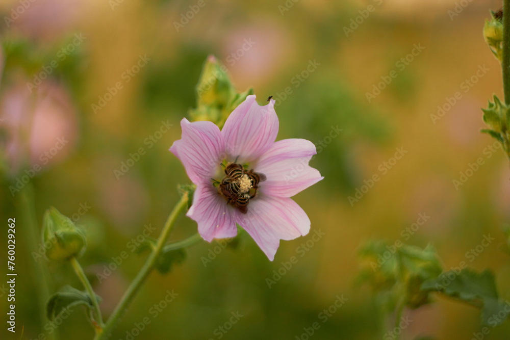 Obraz premium Althea officinalis. Bee on a pink flower in the wild.